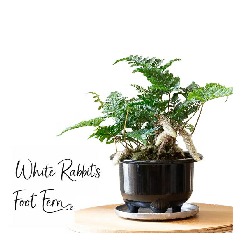 樂天商城 - 「白いうさぎの足」と呼ばれるトキワシノブを、つつじ鉢で。ときわしのぶ 常盤忍 根 ふさふさ もふもふ モコモコ 山野草 根茎 室内 おしゃれ インテリア 観葉植物 鉢植え ガーデニング オフィス