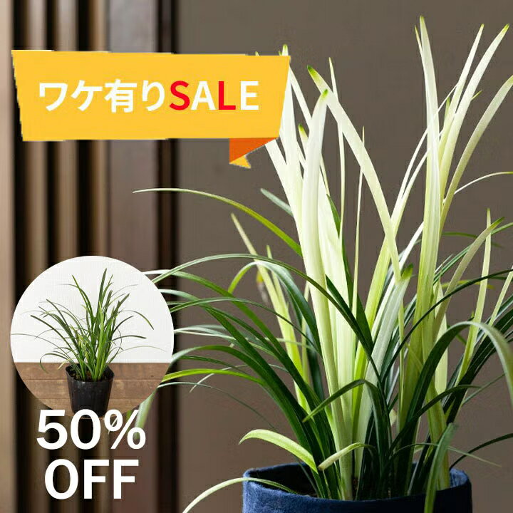 楽天市場】セール（観葉植物｜花・観葉植物）：花・ガーデン・DIYの通販