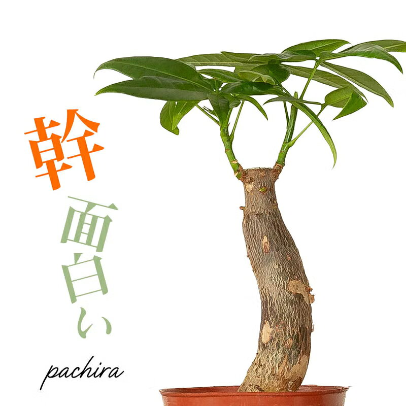 楽天市場】パキラ 格安の通販