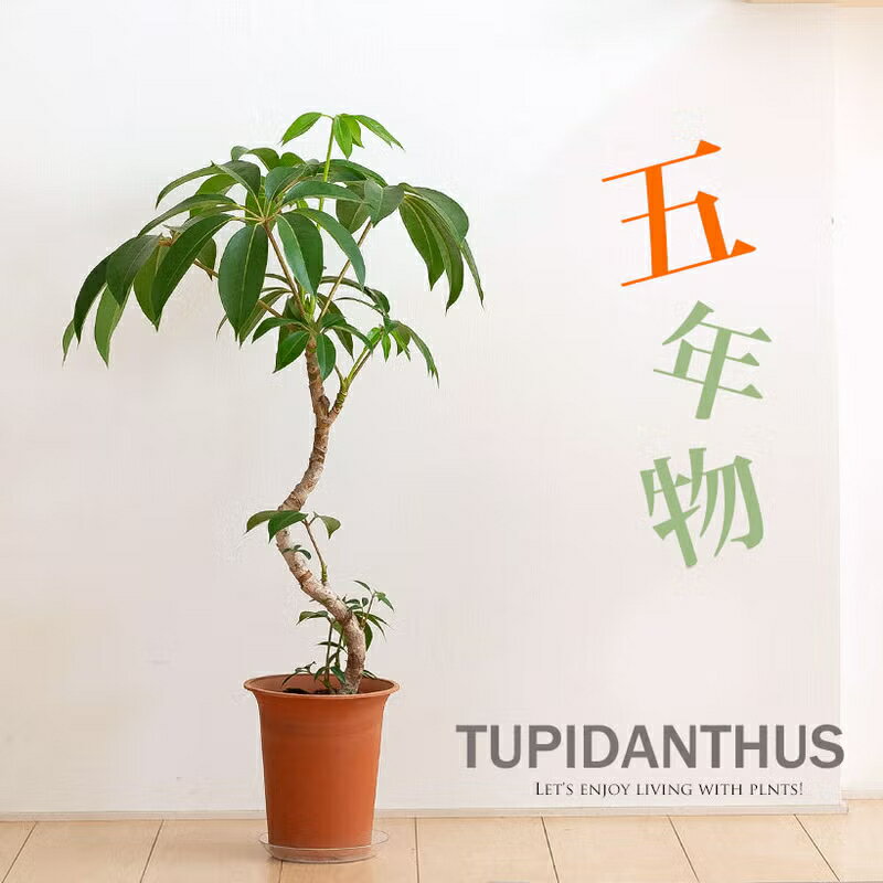 【送料無料】ツピタンサス・カリプトラツス「幹曲り」※同梱不可商品です観葉植物 幹曲がり 室内 インテリア おしゃれ ギフト プレゼント 誕生日 インテリアグリーン ガーデニング オフィス リビング 人気