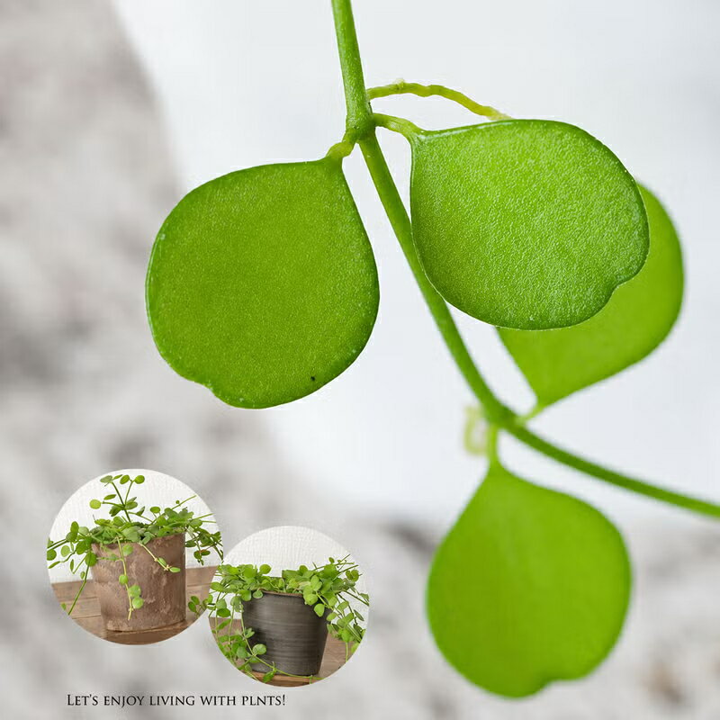 ディスキディア・ハートジュエリー「鉢カバー付き」で飾りやすい！ツル性 観葉植物 室内 おしゃれ 苗 ミニ 小さい ギフト 誕生日 プレゼント 育てやすい 丈夫 初心者