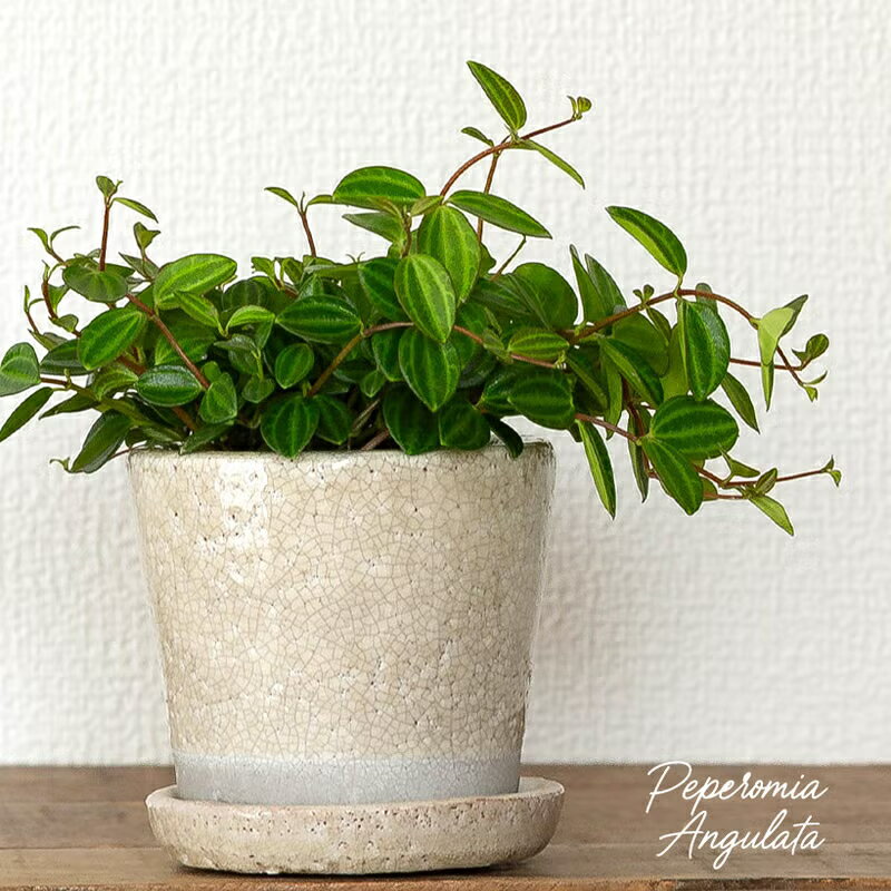 楽天市場】ペペロミア（観葉植物｜花・観葉植物）：花・ガーデン・DIY
