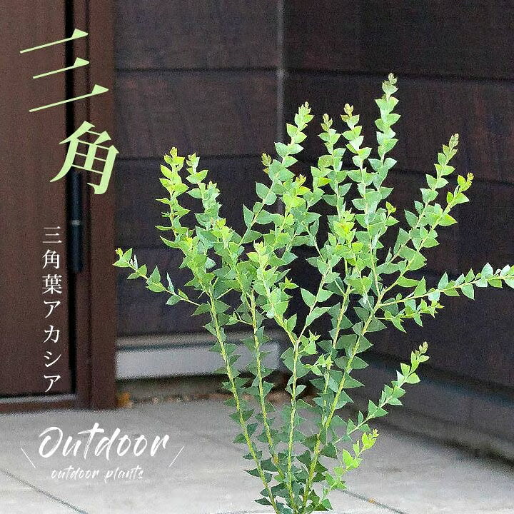 楽天市場】三角葉 アカシアの通販