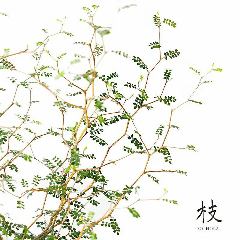 ソフォラ・プロストラータ。根量増やし、丈夫さUPの5号サイズ！観葉植物 ソフォラ プロストラータ 種類 室内 インテリア リトルベイビー 5号 白鉢 おしゃれ リビング オフィス ダイニング 屋内 グリーン 鉢植え