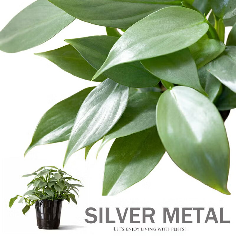 Rakuten - 【5号にしては、お求めやすい価格】フィロデンドロン・シルバーメタル銀葉 植物 フィロデンドロン 観葉植物 室内 インテリア 苗 おしゃれ インテリアグリーン ガーデニング オフィス リビング 鉢 おしゃれ 人気 インテリア