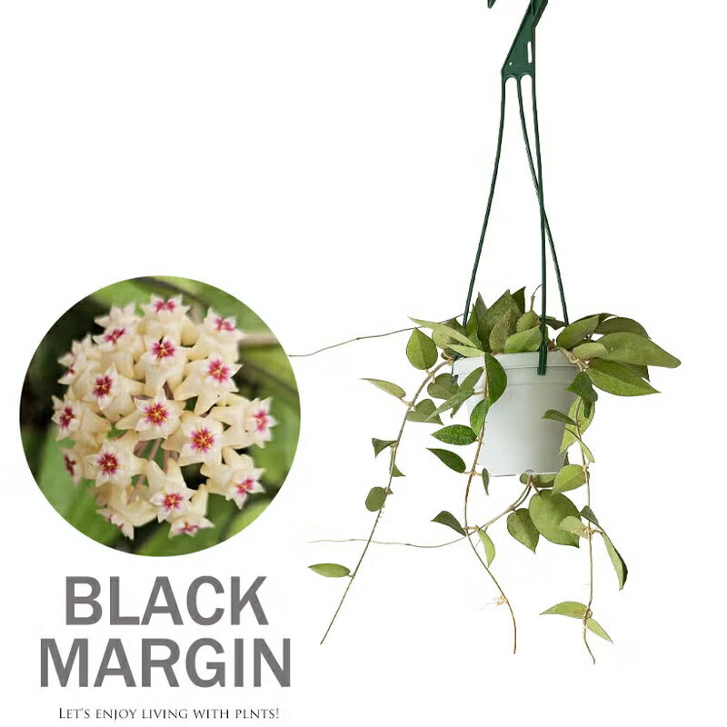 花が咲きやすいタフな品種！ホヤ・ブラックエッジ吊り下げ 植物 吊るす 吊り鉢 ハンギング 観葉植物 室内 インテリア 小さい おしゃれギフト ミニ おしゃれ ギフト プレゼント 誕生日 インテリアグリーン オフィス リビング