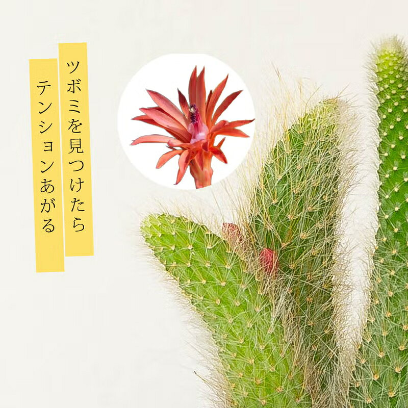 ニョキっと可愛い、紐サボテン（ヒルデウィンテラ）観葉植物 室内 多肉植物 インテ...