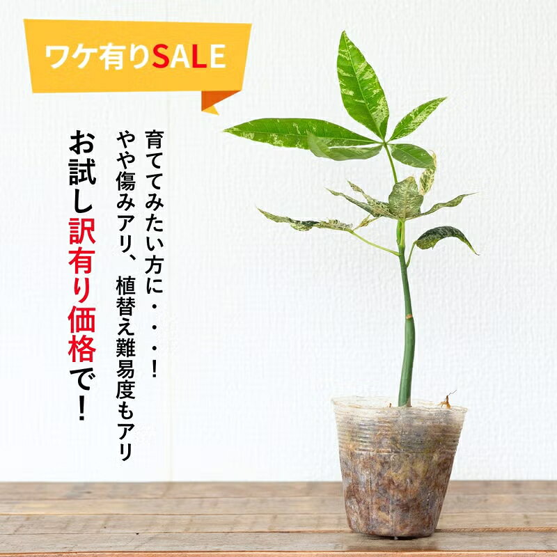 楽天市場】パキラ ミルキーウェイ 実生の通販