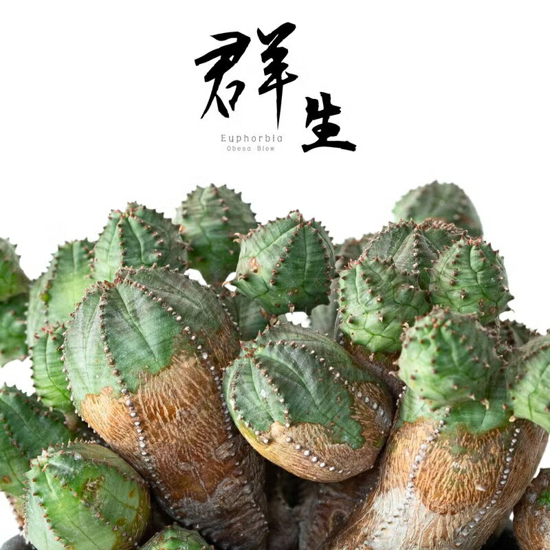 Rakuten - 【6/18〜のお届け】年代物の群生ユーフォルビア・オベサブロウ（4号）観葉植物 苗 多肉 植物 球形 植え替え 数量限定