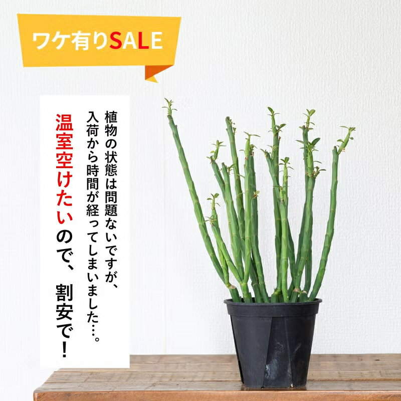 Rakuten - 【訳有りSALE】