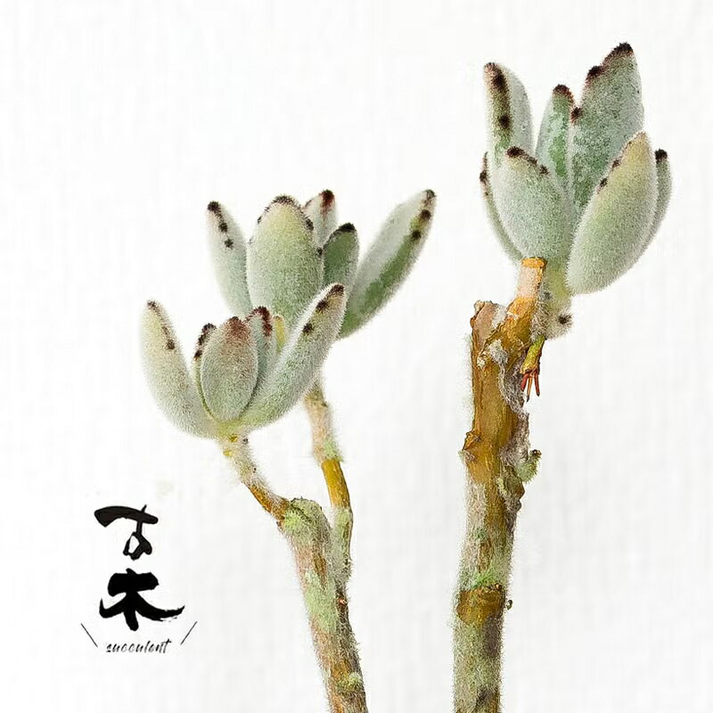楽天市場】月兎耳（観葉植物｜花・観葉植物）：花・ガーデン・DIYの通販