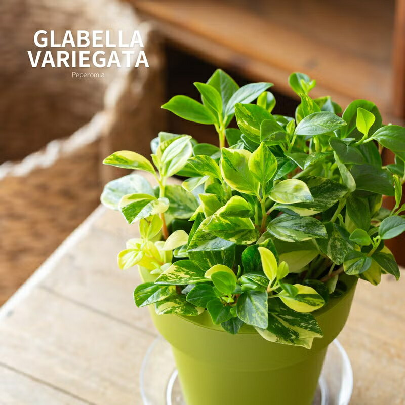 樂天商城 - 斑入りで美しい。ペペロミア・グラベラ（5号・受皿付）観葉植物 斑入り 鉢カバー 室内 インテリア 小さい ミニ おしゃれ ギフト プレゼント 誕生日 インテリアグリーン ガーデニング オフィス リビング 鉢