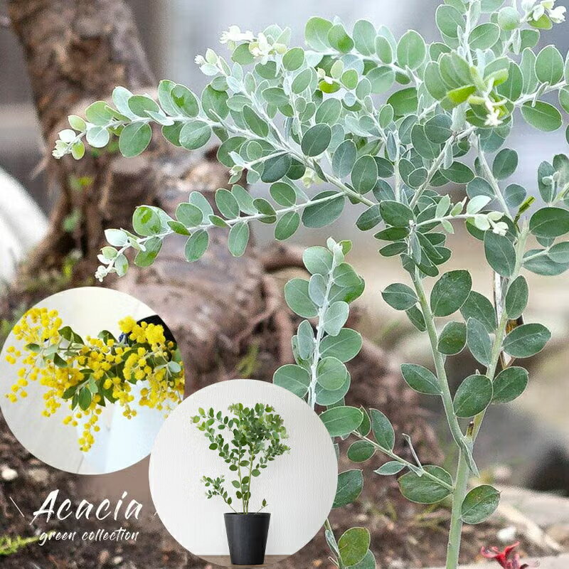 葉の色が綺麗！パールアカシア5号鉢アカシアの木 パール アカシア 庭木 玄関 植え替え 黄色 花 真珠葉アカシア 植物 号観葉植物 鉢植え ガーデニング インテリア 苗木 ガーデンツリー フラワーアレンジメント 切り花 ブーケ 花束 ギフト