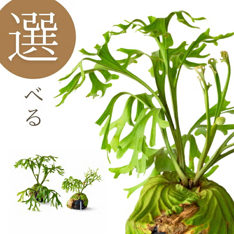 楽天市場】ヒカゲノカズラ（観葉植物｜花・観葉植物）：花・ガーデン