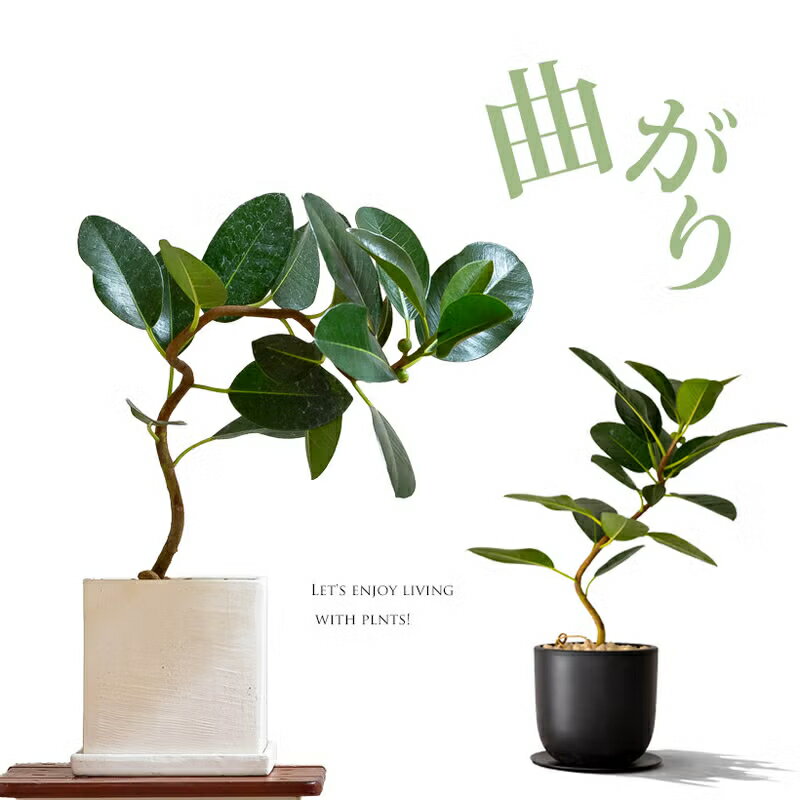 樂天商城 - 幹が曲がったフランスゴムを、お洒落＆お買い得な鉢で。観葉植物 幹曲がり おしゃれ 室内 植木鉢 鉢植え 送料無料 フィカス 樹脂鉢 インテリア グリーン リビング オフィス