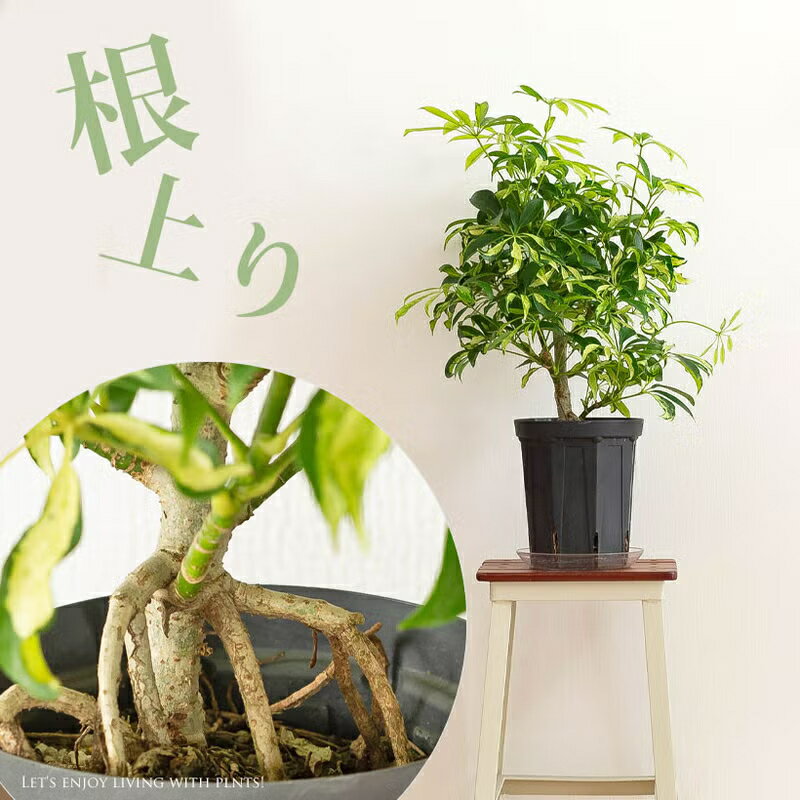 Rakuten - 【6/10〜のお届け】「根上がり」仕立ての、シェフレラ・アッシュフォリア観葉植物 室内 インテリア おしゃれ ギフト プレゼント 誕生日 インテリアグリーン ガーデニング オフィス リビング 鉢 おしゃれ 人気 ミニ樹木
