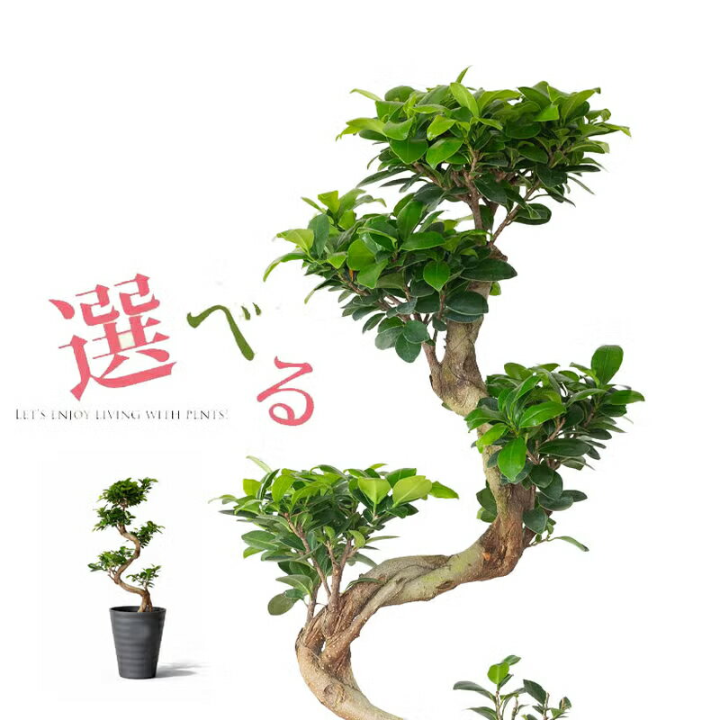 樂天商城 - 【写真で選べる】太い幹に接ぎ木した、ガジュマル盆栽「昇り竜」（同梱不可）観葉植物 写真現品 多幸の樹 7号 床置き リビング オフィス おしゃれ 和室 インテリアグリーン