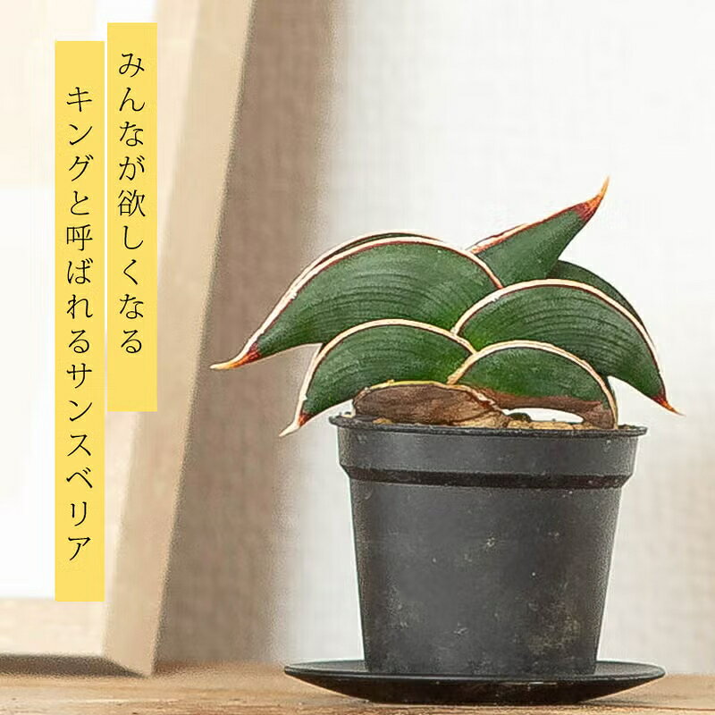 楽天市場】サンスベリア ロリダ（花・ガーデン・DIY）の通販
