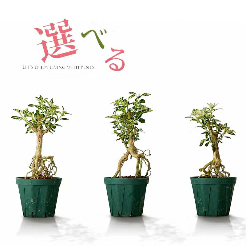 盆栽ハクチョウゲ（白丁花）写真現品 屋外 植物 ミニ盆栽