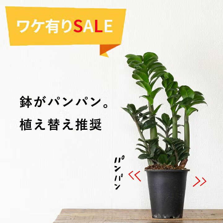 楽天市場】ザミオクルカスの通販