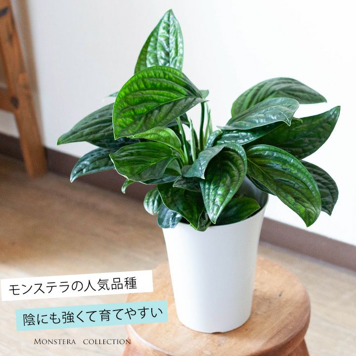 【予約品・お届けは1/11～】モンステラ・ジェイドシャトルコック観葉植物　インテリア　室内　おしゃれ