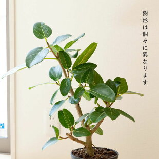 観葉植物今月のおすすめ！フィカス・ベンガレンシス（ベンガルゴム）※送料無料＆同梱不可商品です