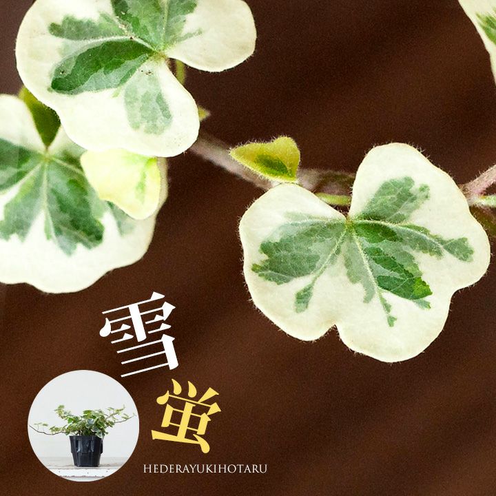 ●今だけ！ツルが長いタイプ：ヘデラ「雪ほたる」3号苗観葉植物　アイビー　つる性　斑入りのサムネイル