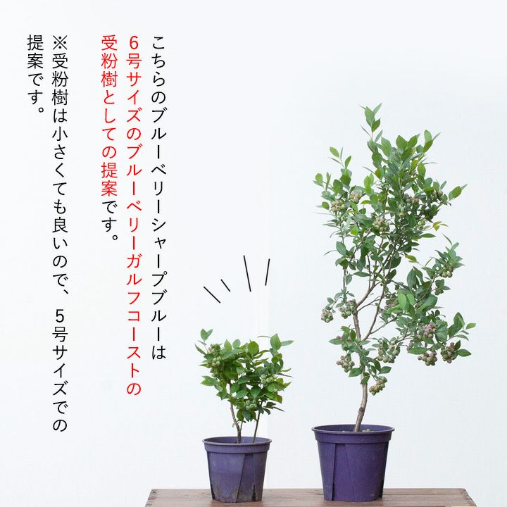 【予約品・お届けは5/23〜】ブルーベリー・シャープブルー 苗木（5号鉢植え：サザンハイブッシュ系ガルフコーストの受粉樹：実付き株）鉢 木 甘い 美味しい ヨーグルト 3