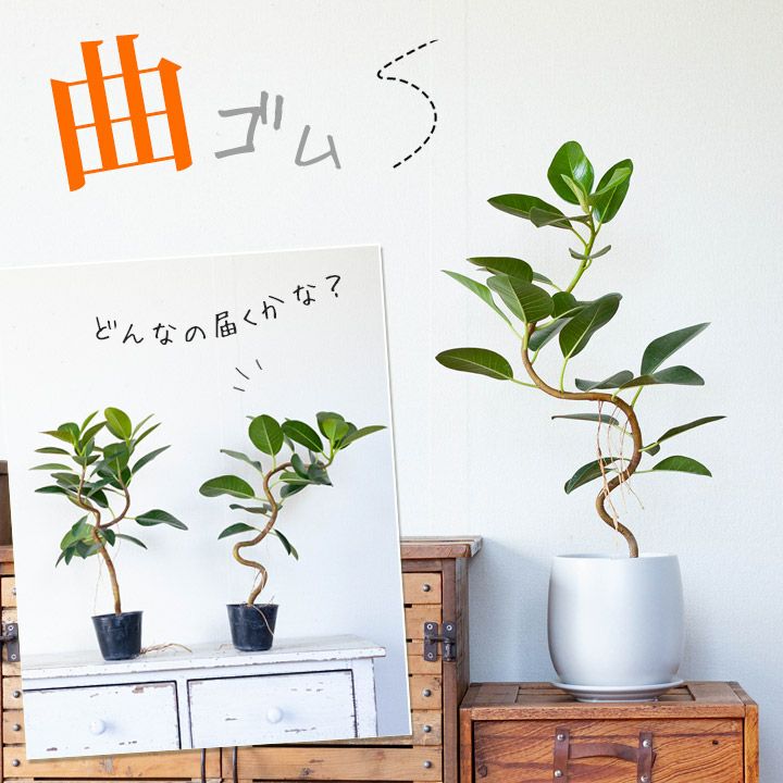 「幹曲り」フランスゴムの木3.5号苗観葉植物 インテリア おしゃれ 室内 フィカス 個性のサムネイル