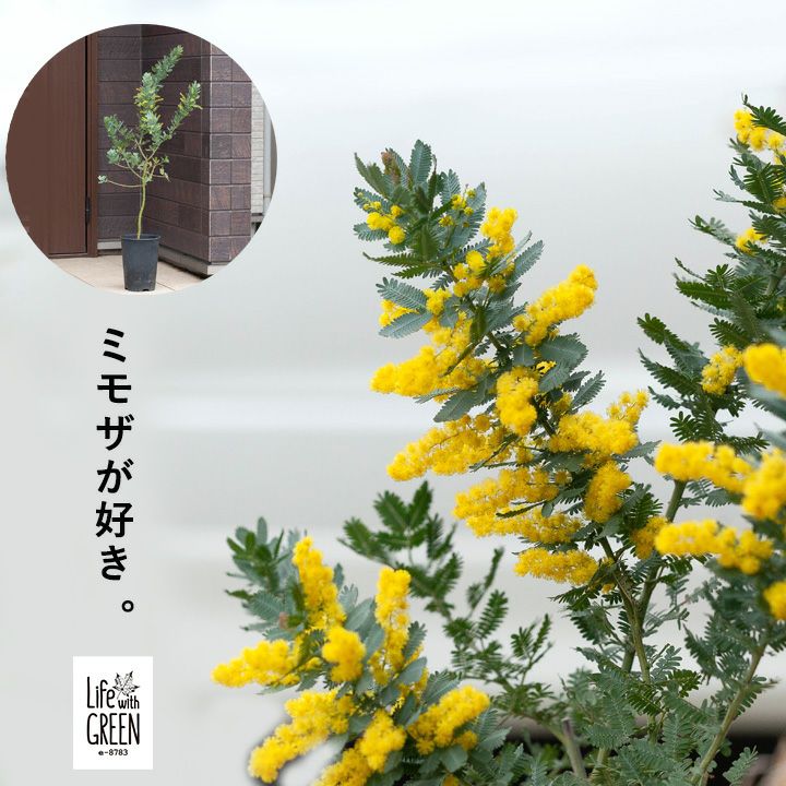 【予約品・お届けは2/19〜】ミモザアカシア。しっかり育てた6号サイズ（同梱不可）観葉植物 鉢植え 苗木 苗 ポット植え 玄関 庭木 屋外植物 6号 アカシア ...