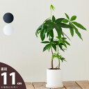 定番!マット調・シリンダー植木鉢S(11cm)植木鉢 陶器 陶器鉢 観葉植物 植え替え 鉢カバー おしゃれ 室内 鉢 鉢植え 土 ガーデニング マット 釉薬 白...