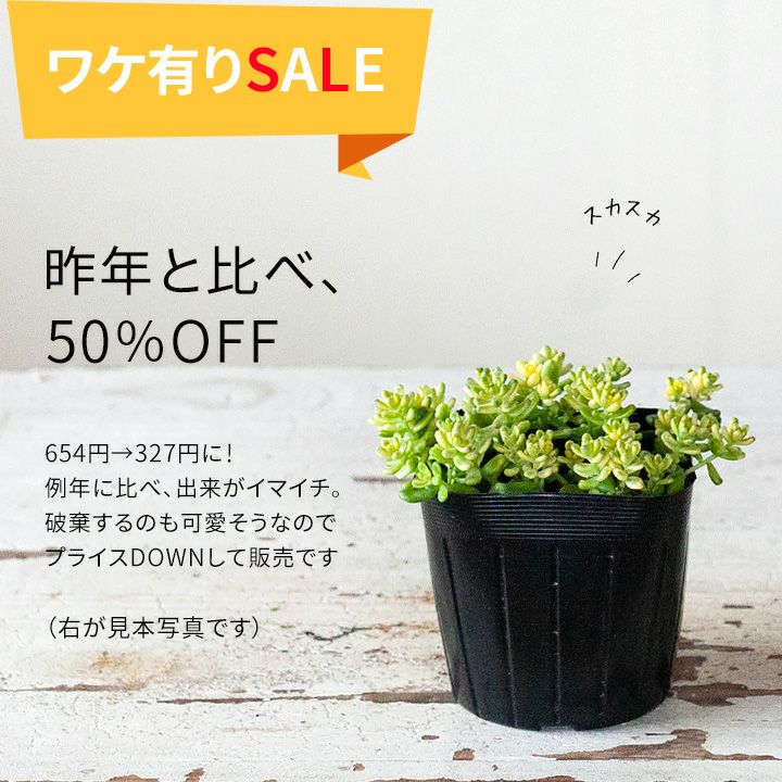 【訳有りSALE】セダム・タイトゴメ(斑入り）のサムネイル