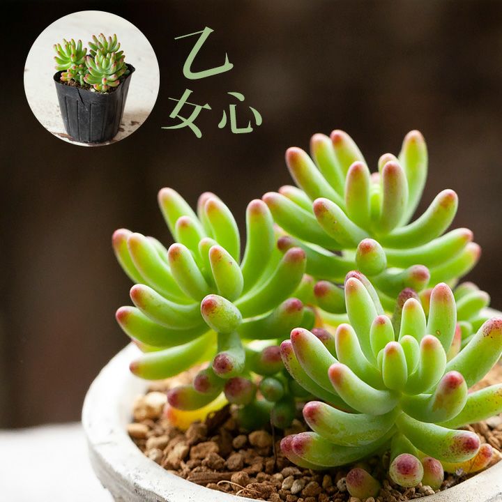 セダム・乙女心（多肉植物）のサムネイル