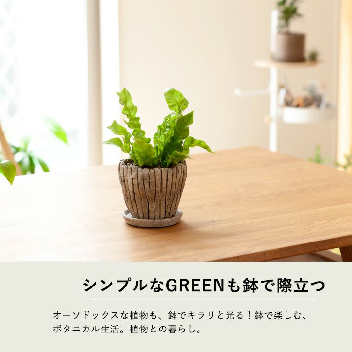 ゴツゴツ、石っぽいけど優しい雰囲気・化粧鉢(1...の紹介画像2