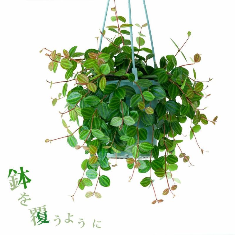 ペペロミア・アングラータ吊り鉢吊るすインテリアグリーン　吊り下げ　ハンギング　観葉植物のサムネイル