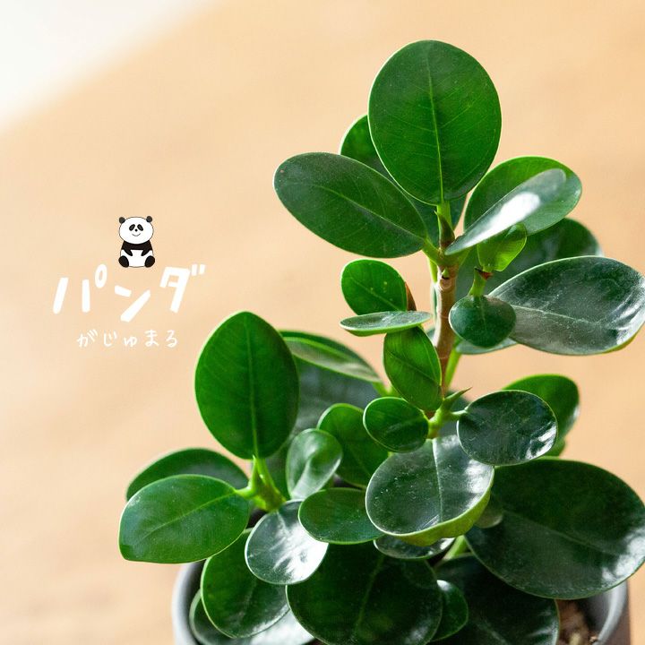 ガジュマルでも特に可愛い「パンダガジュマル」 人気の観葉植物です！のサムネイル