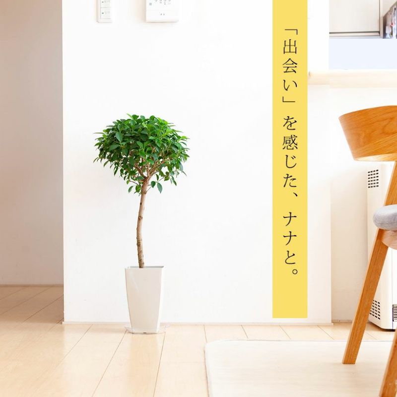【数量限定】3年かけて生産したフィカス・ナナ