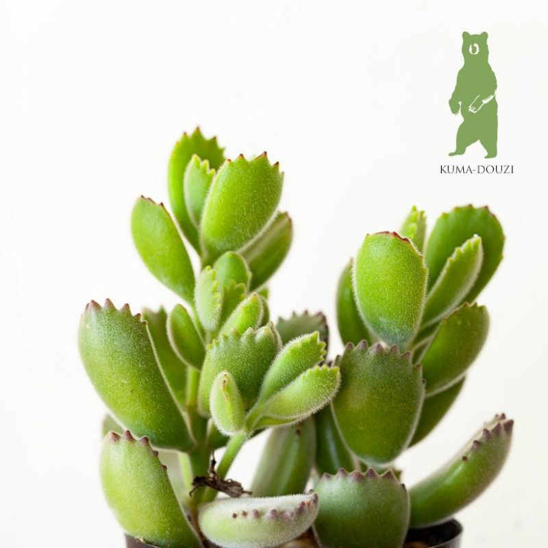 多肉植物 コチレドン（熊童子）・そのまま飾れる硬質POTのサムネイル