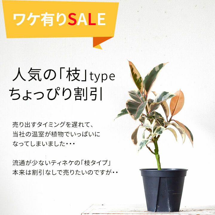 【訳ありSALE】フィカス・ティネケ（枝もの）