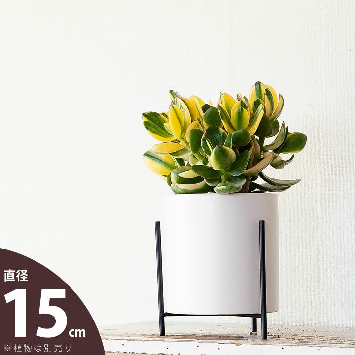 󥹥դƫȭС15.5cm