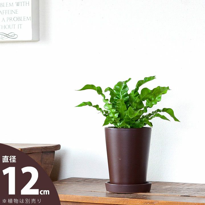 ץ㿧οȭ12cm