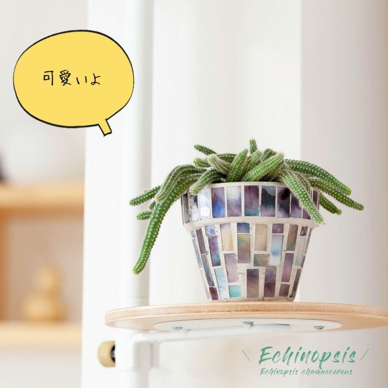 花咲くサボテン「ビャクダン」をモザイクタイルPOT/で。のサムネイル
