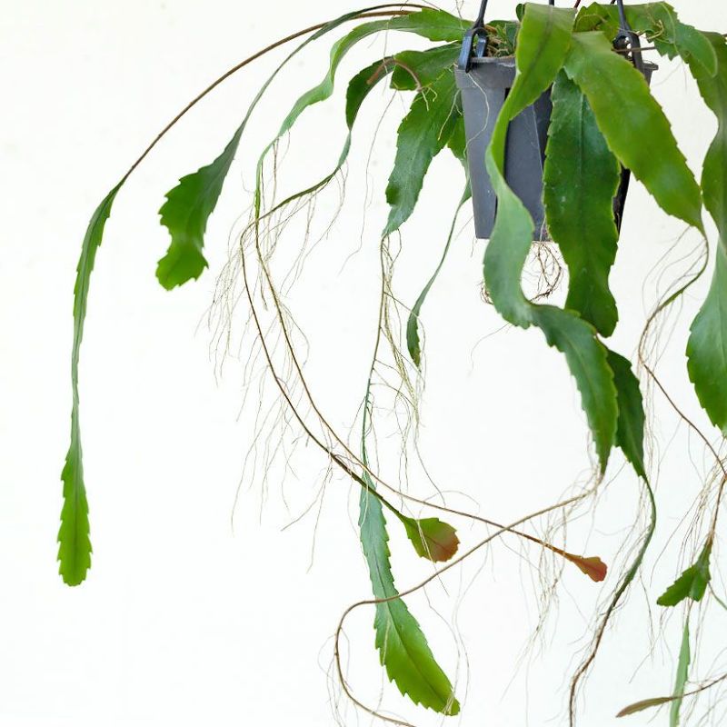 【ふるさと納税】＜2026年4月上旬以降順次発送＞コーヒーの木65cm〜85cm 南国鹿児島県で育った 観葉植物！植物 鉢付 インテリア 室内 オフィス おしゃれ プレゼント ギフト 開店祝い 移転祝い マイナスイオン ※北海道・沖縄・離島配送不可※【GreenBase】