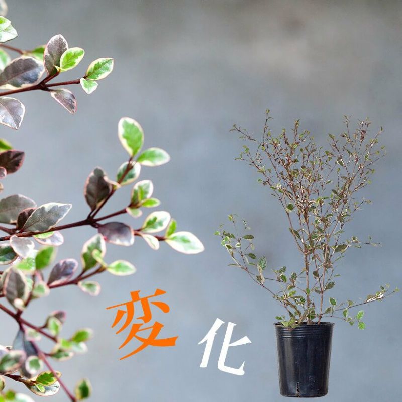 ロホミルタス・マジックドラゴン3号苗×1ポット屋外植物 ロフォミルタス 苗 庭木 常緑 寄せ植え