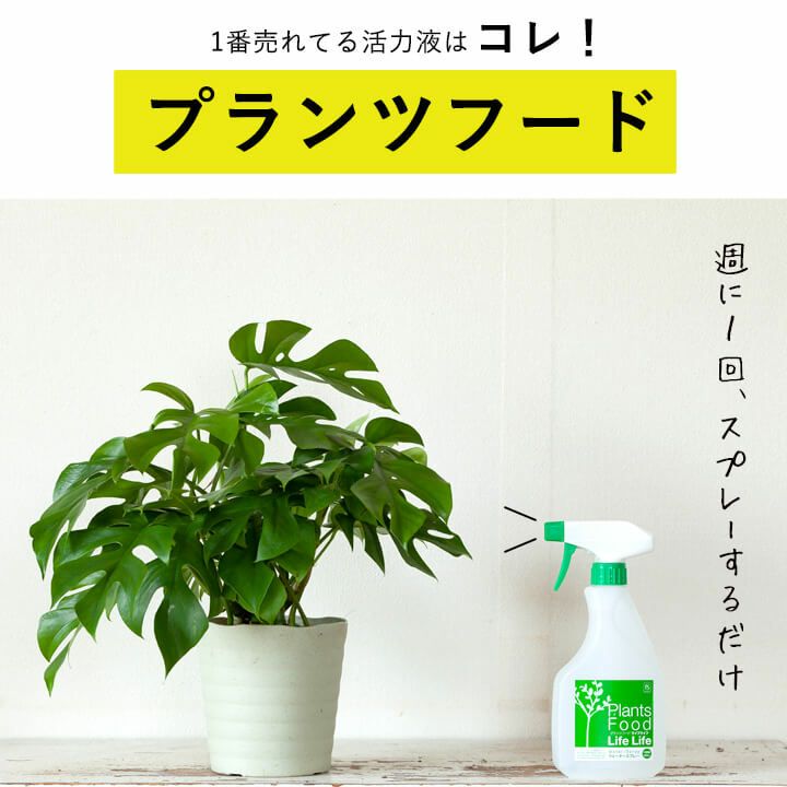 【観葉植物の栄養剤】プランツフード500ml肥料成分含有の液体活力剤。成長促進養分だけでなく、葉水（霧吹き）で防虫効果も期待！観葉植物 栄養 肥料 元気 長持ち お世話 簡単 手軽 スプレー スプレー式 2