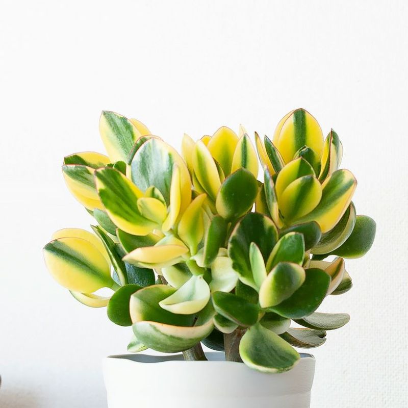 楽天市場】金のなる木（観葉植物｜花・観葉植物）：花・ガーデン・DIY