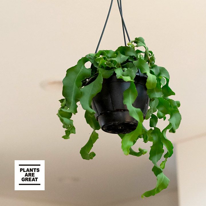 エピフィラム・グアテマレンシス5号鉢のサムネイル