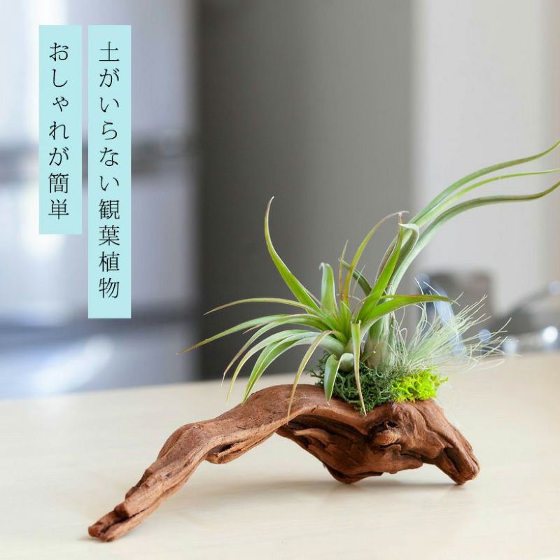 部屋に植物を置きたい！育てるのが楽なエアプランツのおすすめは？