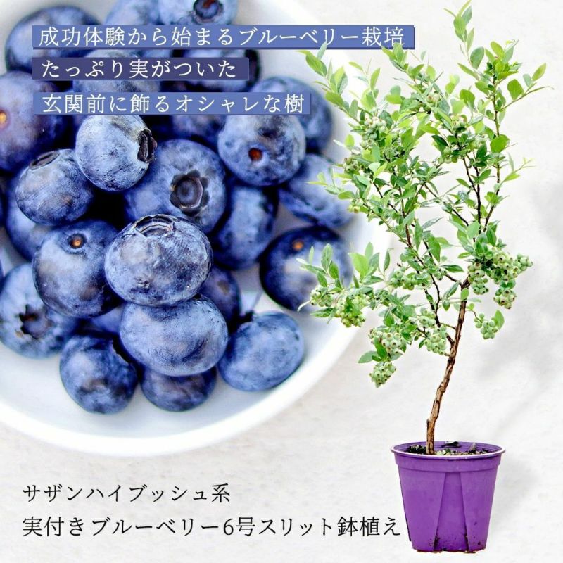 庭木　植木：アメリカフウ　シルバーキング*モミジバフウ　佐川急便