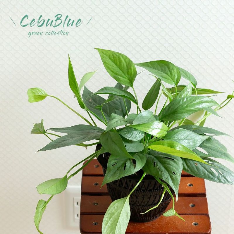 Cebu-Blue（セブブルー）　5号吊り鉢type観葉植物 吊るす 吊り下げ おしゃれ 室内 インテリアのサムネイル